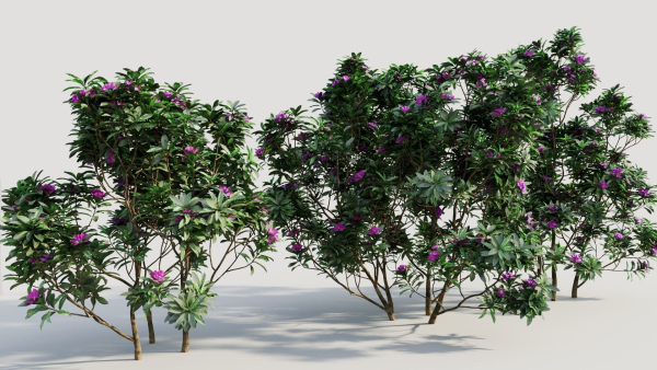 Rhododendron ponticum c