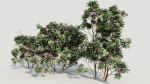 Rhododendron ponticum c