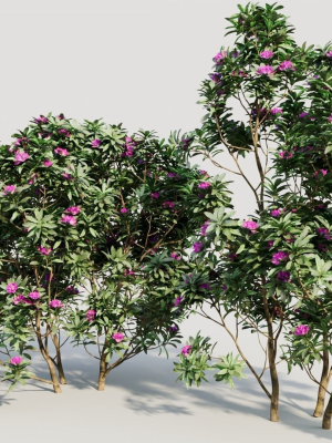 rhododendron-ponticum-c-3d-model-500a38fecf