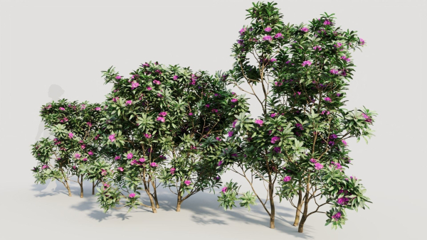 Rhododendron ponticum c
