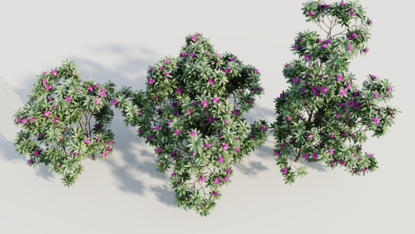 Rhododendron ponticum c
