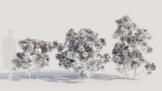 Rhododendron ponticum c