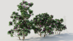 Rhododendron ponticum c