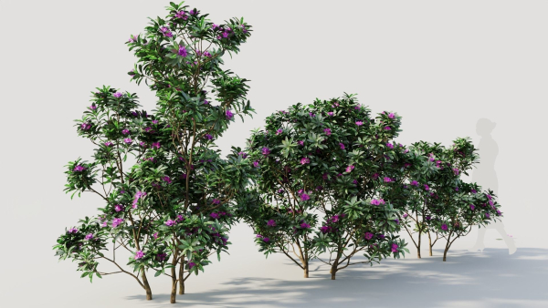 Rhododendron ponticum c