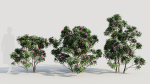 Rhododendron ponticum c