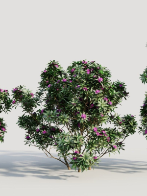Rhododendron ponticum c