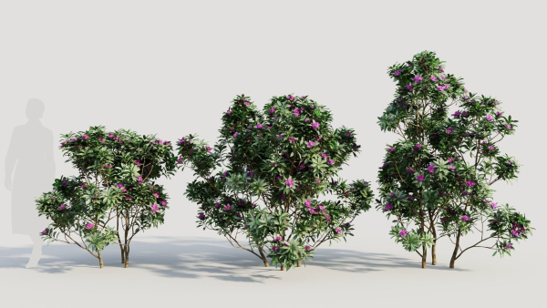 Rhododendron ponticum c