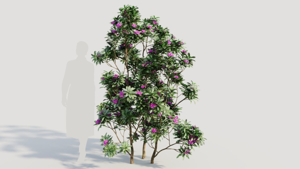 Rhododendron ponticum c