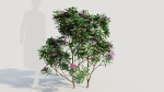 Rhododendron ponticum c