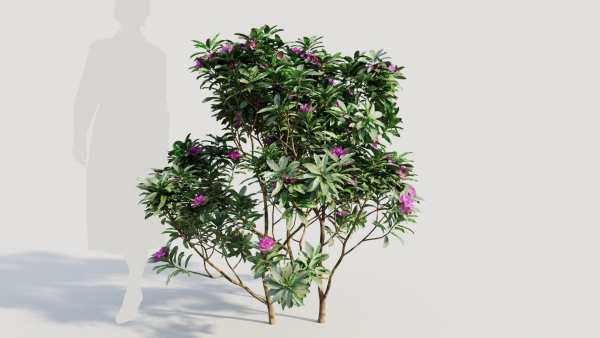 Rhododendron ponticum c