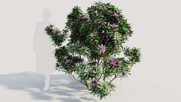 Rhododendron ponticum c