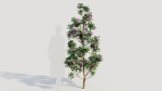 Rhododendron ponticum d