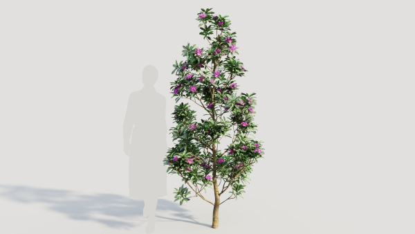 Rhododendron ponticum d