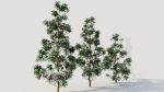 Rhododendron ponticum d