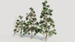 Rhododendron ponticum d