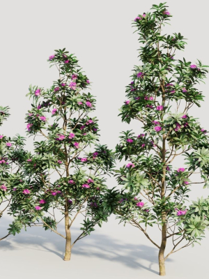 rhododendron-ponticum-d-3d-model-4e9331b6a5