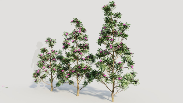Rhododendron ponticum d