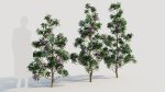 Rhododendron ponticum d