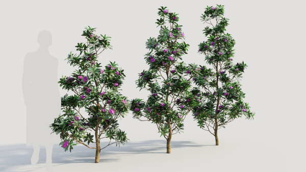Rhododendron ponticum d