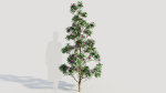 Rhododendron ponticum d