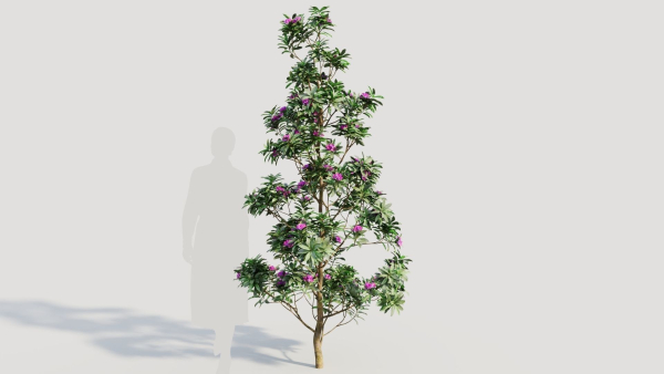 Rhododendron ponticum d