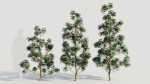 Rhododendron ponticum d