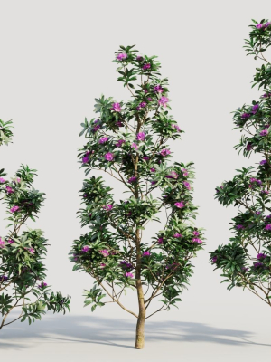 Rhododendron ponticum d