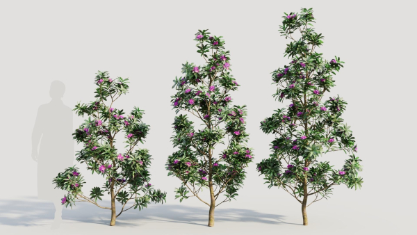 Rhododendron ponticum d