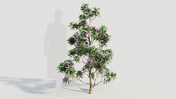 Rhododendron ponticum d