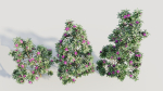 Rhododendron ponticum d