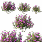 Rhododendron ponticum tree 02