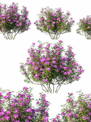 Rhododendron ponticum tree 02