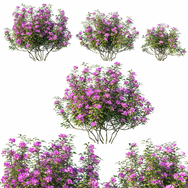 Rhododendron ponticum tree 02