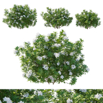 Rhododendron Pulchrum White 02