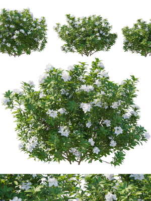 rhododendron-pulchrum-white-02-3d-model-02fb9d4bd7