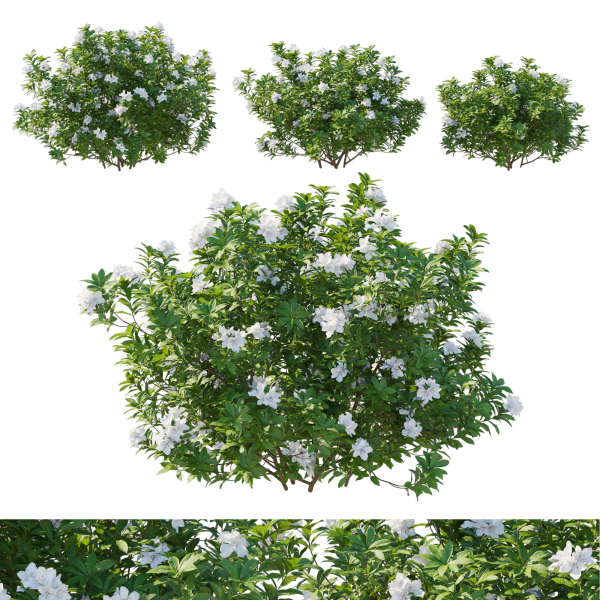 Rhododendron Pulchrum White 02