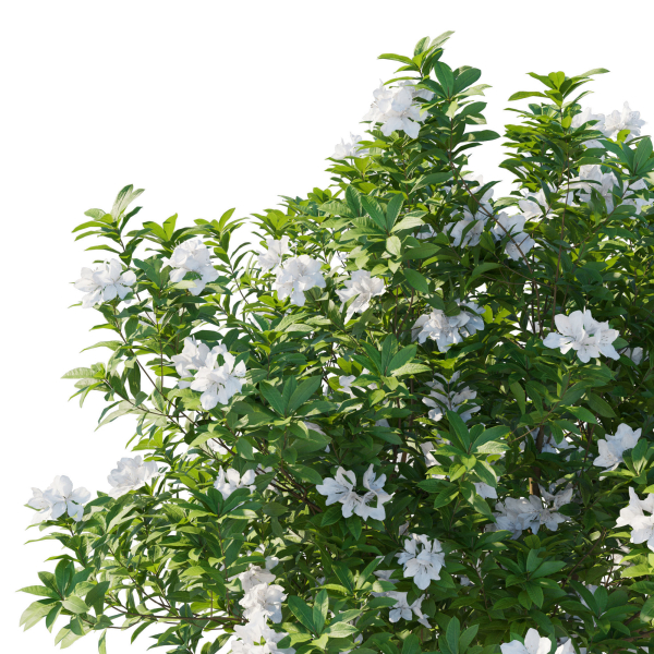 Rhododendron Pulchrum White 02