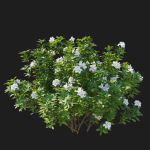 Rhododendron Pulchrum White 02