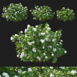 Rhododendron Pulchrum White 02