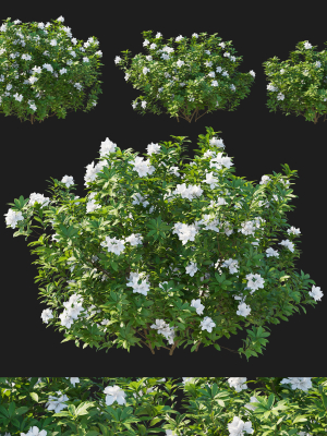 Rhododendron Pulchrum White 02