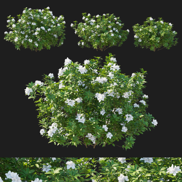 Rhododendron Pulchrum White 02