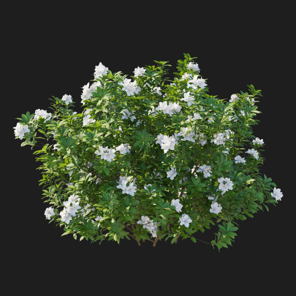 Rhododendron Pulchrum White 02