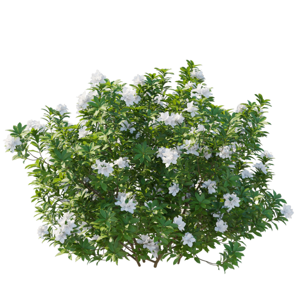 Rhododendron Pulchrum White 02