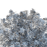Rhododendron Pulchrum White 02