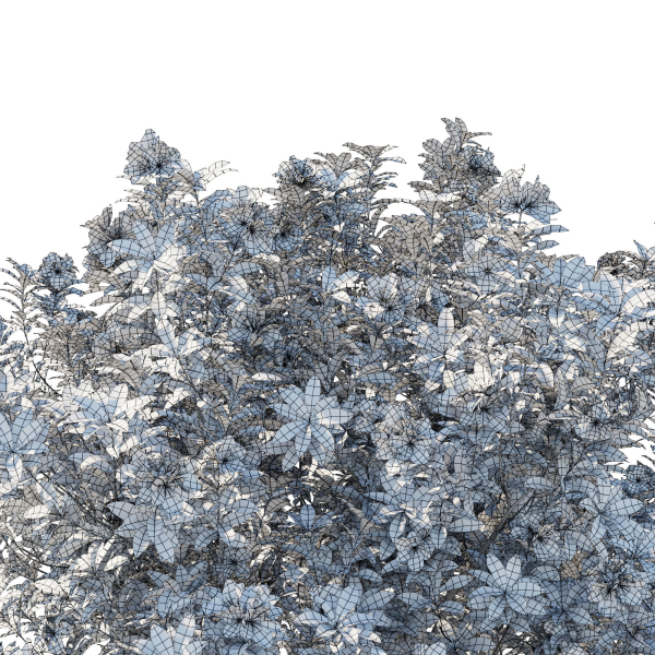 Rhododendron Pulchrum White 02