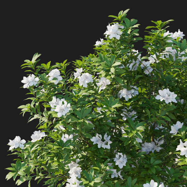 Rhododendron Pulchrum White 02