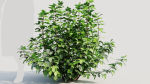 Rhus aromatica a
