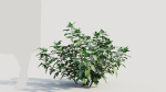 Rhus aromatica a