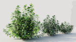Rhus aromatica a