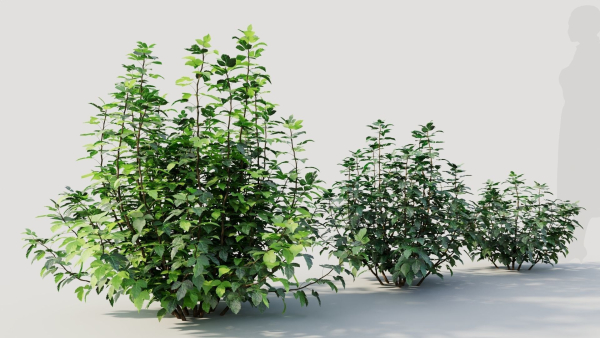 Rhus aromatica a